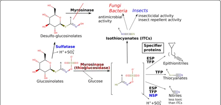 Fig. 1 The glucosinolate – myrosinase – isothiocyanate system and its interactions with fungi and members of the ecosystem
