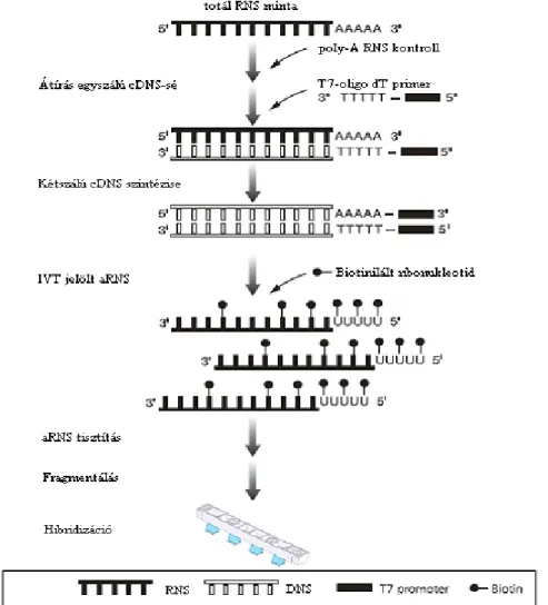 8. ábra. Affymetrix DNS chip technika folyamatának sematikus ábrázolása (Affymetrix  GeneAtlas használati utasítás) 