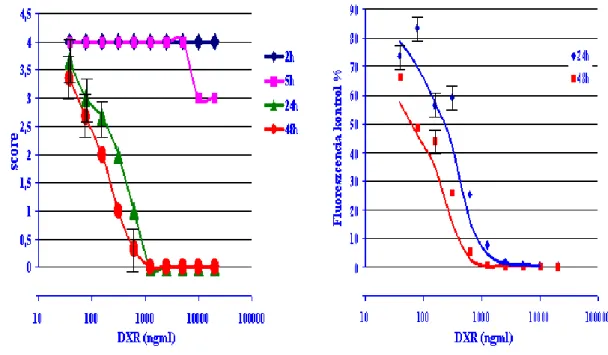 14. ábra. A doxorubicin (DXR) citotoxikus hatása endothelsejteken. 3 azonos, független  mérés egy-egy jellegzetes eredményét tüntettük fel