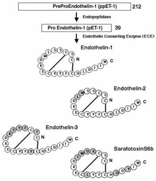 1. ábra. Az endothelin izoformok és a sarafotoxin S6b szerkezete.  7