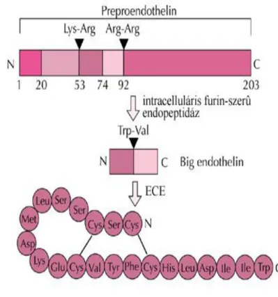 2. ábra. Az endothelin-1 képződése és elsődleges peptid szerkezete 18