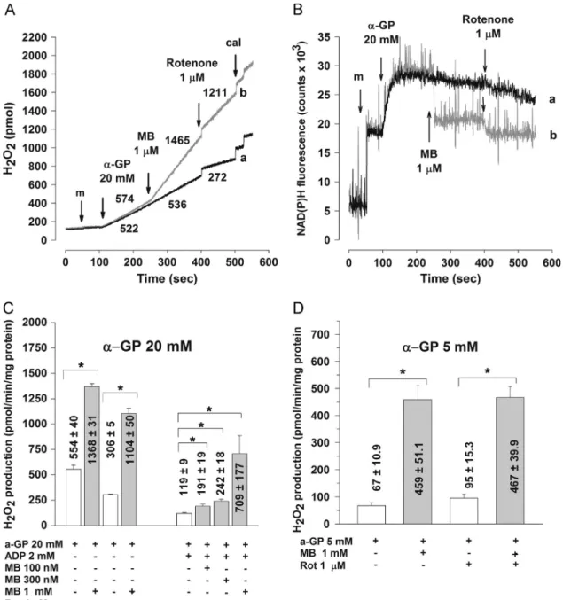 Fig. 8. The effect of MB on (A, C, D) H 2 O 2 production and (B) NAD(P)H level in α-GP-supported mitochondria