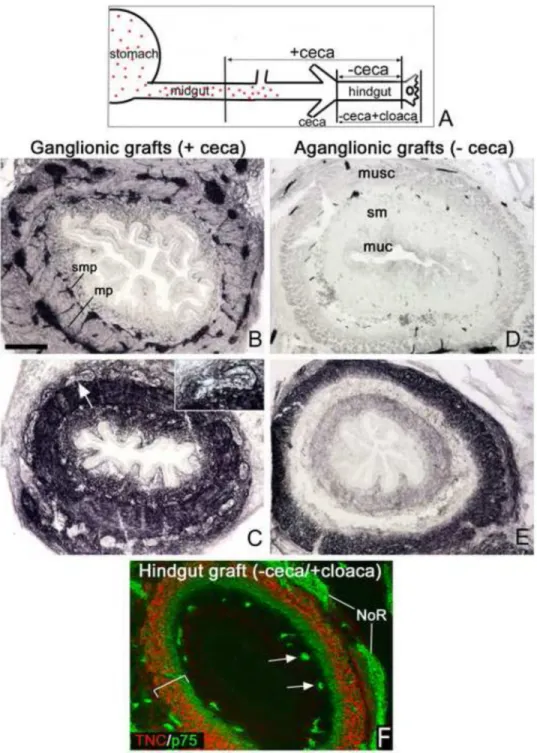 Figure 4. Submucosal expression of TNC is absent in aganglionic hindgut grafts