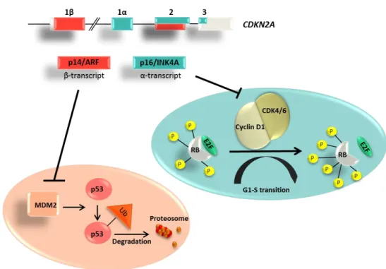 Figure  6.  Structure  and  function  of  CDKN2A  gene.  Two  distinct  tumor  suppressor  proteins are encoded in the CDKN2A gene