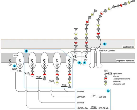 Figure  4.  Pneumococcal  capsular  biosynthesis:  Schematic  representation  of  the  biosynthesis  of  CPS  by  the  Wzy-dependent  pathway