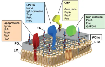 Figure  5.  Schematic  model  of  the  pneumococcal  outer  cell  wall  and  surface-exposed  proteins