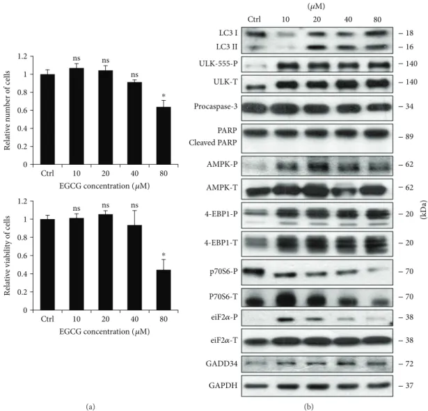 Figure 1: EGCG induces autophagy in a concentration-dependent manner. HEK293T cells were treated with 10, 20, 40, and 80 μ M EGCG for 24 h
