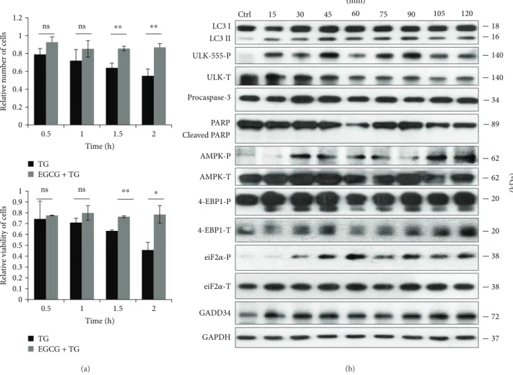 Figure 4: EGCG pretreatment extends autophagy-dependent survival with respect to TG-induced ER stress