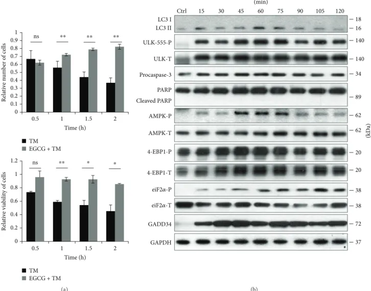 Figure 5: EGCG pretreatment extends autophagy-dependent survival with respect to TM-induced ER stress
