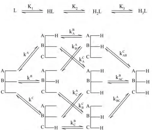 3.8. ábra: Egy háromcsoportos molekula protonálódási makro- és mikroegyensúlyai  A  3.8  ábrán  látható,  hogy  a  4  protonáltsági  makroállapot  (L,  HL,  H 2 L  és  H 3 L)  összesen 8 mikrorészecskével jellemezhető