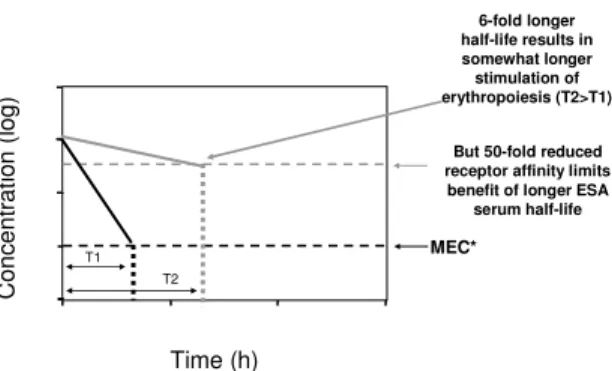 Fig.  2.  Dramatically  reduced  receptor  affinity  limits  gain  in  biological activity due to longer half-life