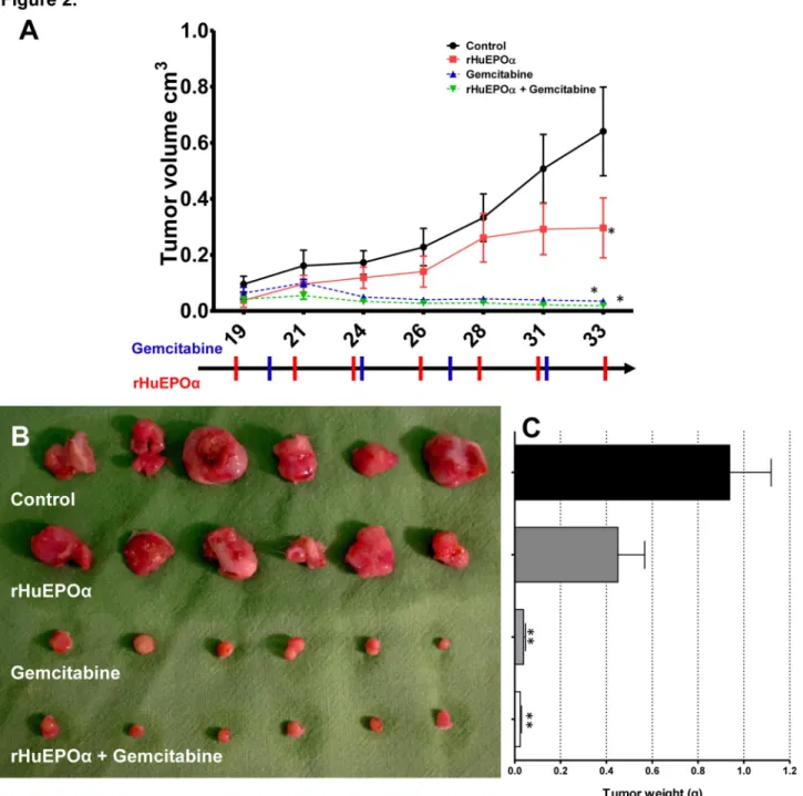 Figure  2.    Exogenous  rHuEPOα  reduced  in  vivo  growth  of  human  lung  adenocarcinoma  cells  in  SCID  mice