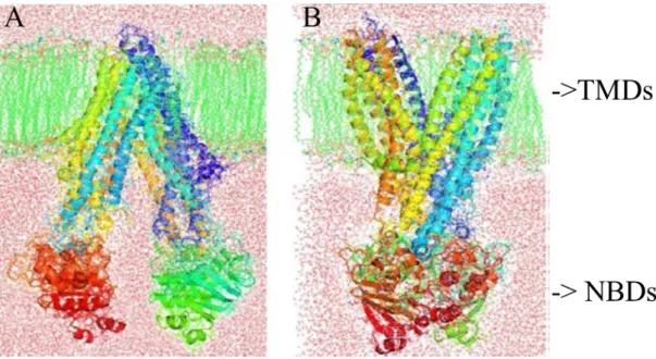 Figure 3. Structure of P-gp, based on molecular dynamics simulation [54]. Green: lipid bilayer,  red: aqueous phase