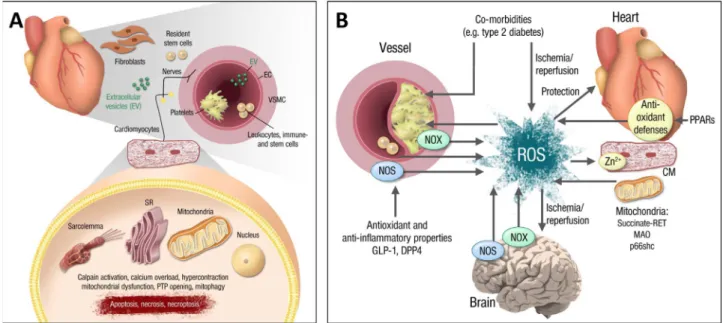 Fig. 6.1. Processes contributing to the increase in ROS levels in various tissues. Mitochondrial pathways are highlighted as prominent sources of ROS, especially in the heart