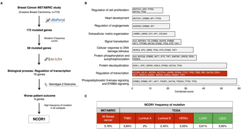 Fig 1. Whole genome mutation profiling and identification of regulation of transcription as an altered function in breast cancer