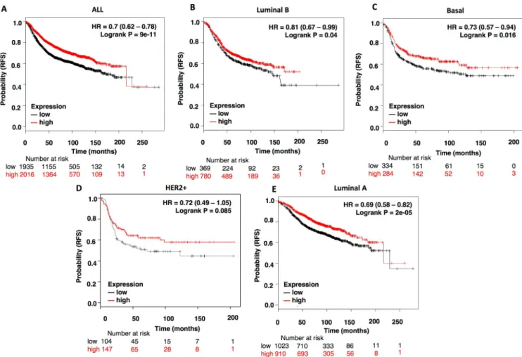 Fig 4. High NCOR1 expression levels correlates with better patients’ prognosis. Kaplan-Meier survival plots showing the association of NCOR1 expression levels with patients’ relapse free survival (RFS) for all breast cancers (n = 3951) (A), luminal B (n = 