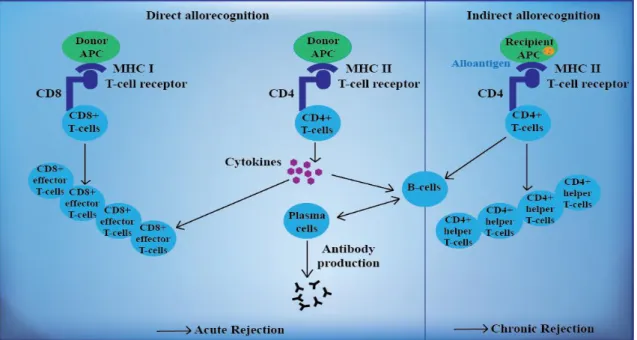 Figure 4. Development of alloreactivity against the transplanted organ. During the  direct allorecognition pathway, T-cells recognize determinants on the intact donor MHC  molecules on donor APC that are present on the surface of transplant tissue