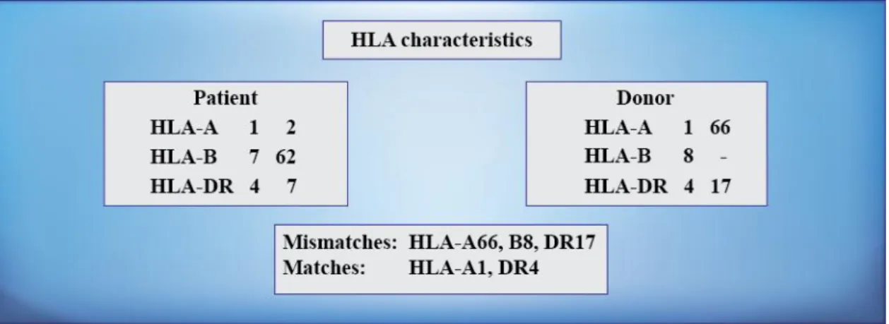 Figure  8.  Example  for  HLA  matching  between  a  donor-recipient  pair.  HLA  antigens  that  are  present  in  the  donor  but  not  in  the  recipient  are  called  mismatches
