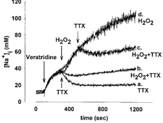 Table 1. ATP and [ATP]/[ADP] ratio in the presence of H 2 O 2 and veratridine