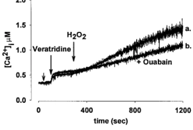 Figure 8. [Ca 2⫹ ] i rise induced by veratridine and H 2 O 2 in the presence or absence of ouabain