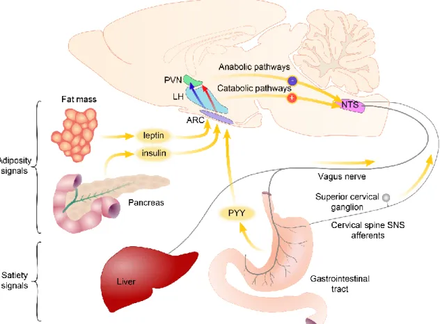 Figure  1  Schematic  illustration  of  pathways  transmitting  energy  homeostasis-related  signals  from  the  peripheral organs to the central  nervous system