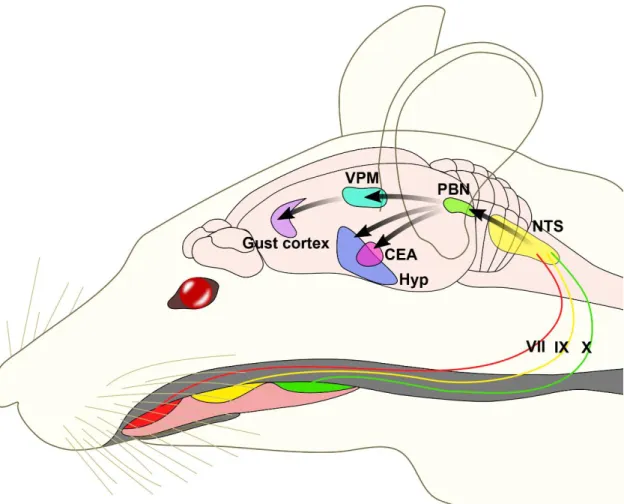Figure 3 Neuroanatomy of the rodent taste pathways. Taste buds in the mouth are innervated by the chorda  tympani branch of facial nerve, greater superficial petrosal facial nerve (VII), glossopharyngeal (IX) cranial  nerves and branches to epiglottis and 