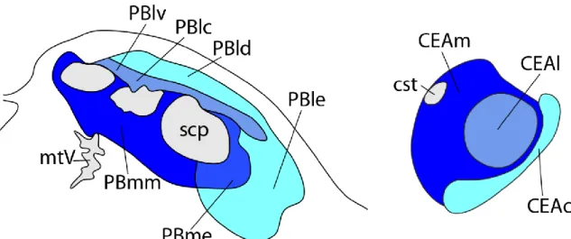Figure 4 Schematic drawings illustrate the projection pattern from the pontine parabrachial nucleus (PBN)  onto the central amygdala (CEA)