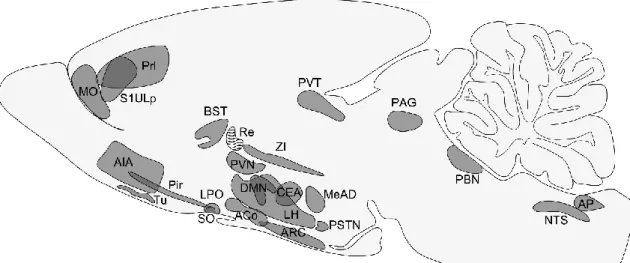 Figure 6 Schematic drawing illustrates the areas showing the most pronounced changes in the number of  c-Fos-containing nuclei in refed rats compared to the fasted rats