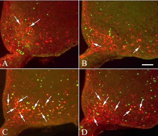 Figure  7 Effect  of  vagotomy  on  the  refeeding-induced  activation  of  the  pro-opiomelanocortin  (POMC)  neurons in the arcuate nucleus (ARC)