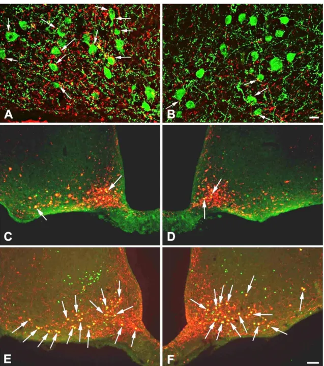 Figure  9 Effect  of  the  unilateral  transection  of  the  ascending  brainstem  pathways  on  the  dopamine  β- β-hydroxylase  (DBH)-immunoreactive  (-IR)  innervation  and  refeeding  induced  activation  of  the   pro-opiomelanocortin  (POMC)  neurons