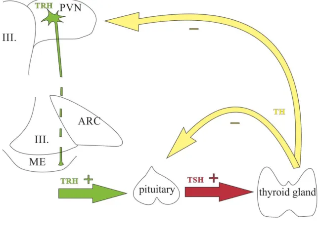 Figure 2. Schematic illustration of the hypothalamus-pituitary-thyroid axis. 