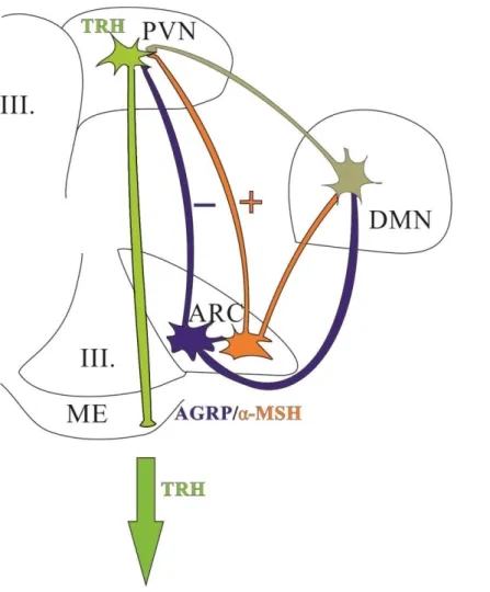 Figure 4. Schematic drawing illustrates the connection between the neuron populations  of the ARC and the hypophysiotropic TRH neurons of the PVN