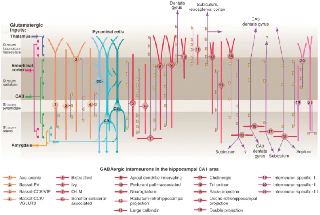 Figure 2. Diversity of interneurons in the CA1 region of the hippocampus. Klausberger and  Somogyi distinguished 21 types of interneurons in the CA1