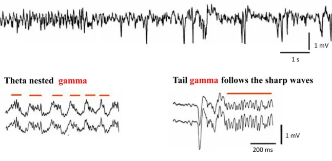 Figure 4. Activity patterns of the hippocampus recorded in vivo. Top: Theta oscillation that  occurs  during  exploratory  behavior,  whereas  subsequent  large  irregular  activity  dominated  by  sharp  waves  which  can  be  observed  when  the  animal 