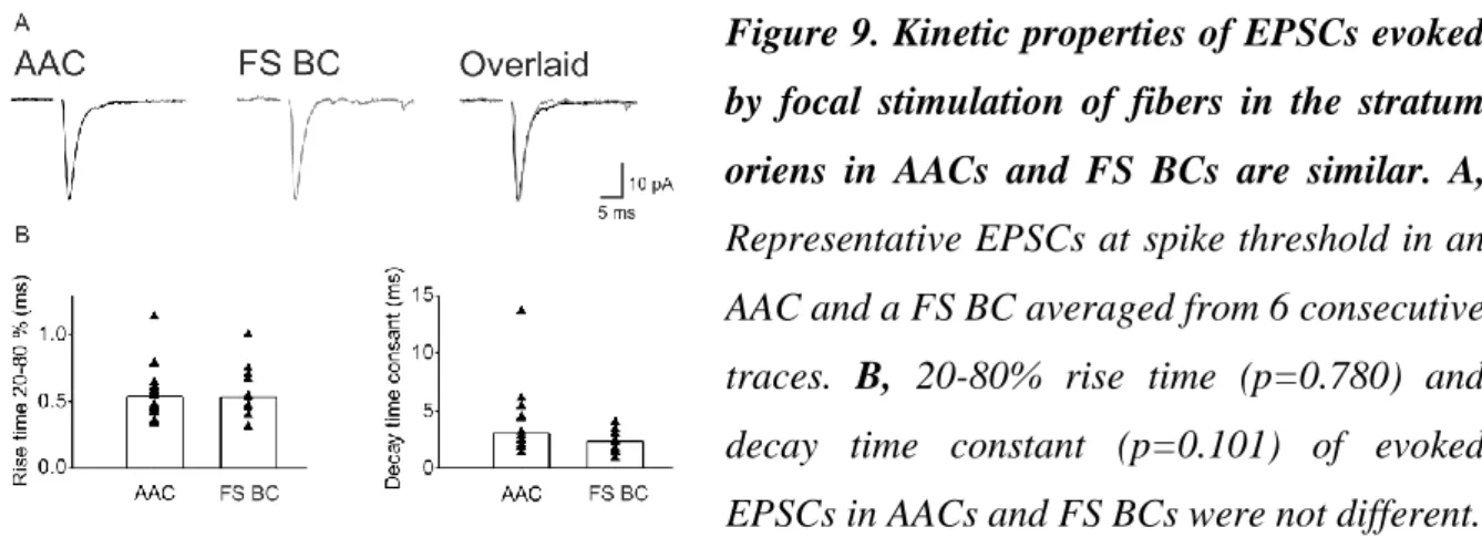 Figure 9. Kinetic properties of EPSCs evoked  by  focal  stimulation  of  fibers  in  the  stratum  oriens  in  AACs  and  FS  BCs  are  similar