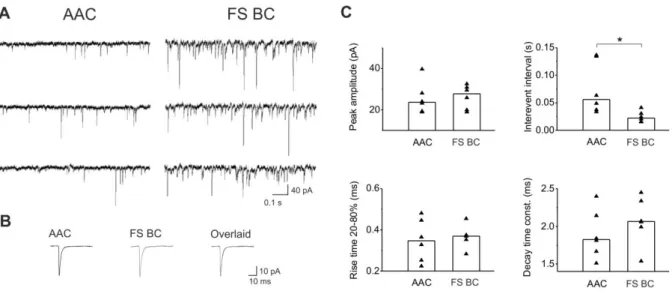 Figure 11. Comparison of sEPSC properties. A, Representative sEPSC recordings obtained  in AACs and FS BCs