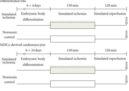 Figure 1: Experimental design of simulated ischemia (SI) and reperfusion (R). hESC-derived EBs (6 + 4 days of differentiation) and differentiated cardiomyocytes (6 + 24 days of differentiation) were exposed to 150 min SI, followed by 120 min R