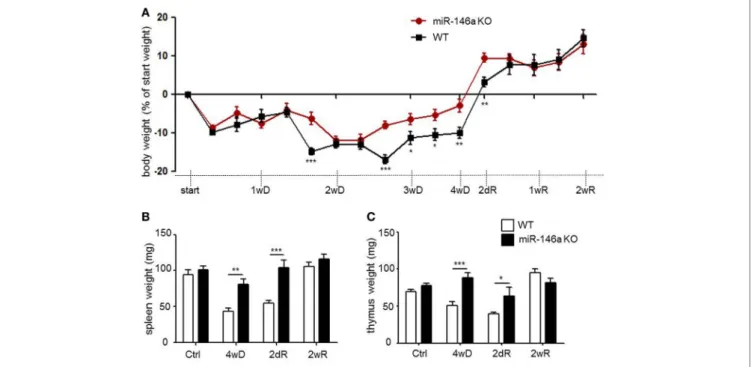 FigUre 3 | Systemic effects of cuprizone in miR-146a-deficient mice. (a) Body weight in response to CPZ exposure in miR-146a KO and WT mice