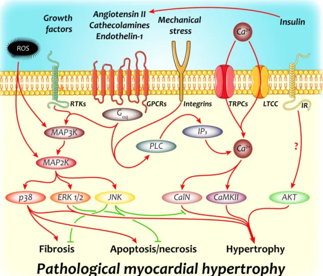 Figure 4. Key molecular pathways implicated in the development of pathological  myocardial hypertrophy 