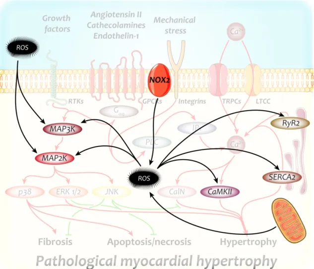Figure 5. Major redox-sensitive targets with a significant role in the development  of pathological myocardial hypertrophy 