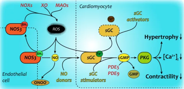 Figure 6. NO-cGMP signaling in health and disease 