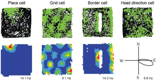 Figure 1. Examples of four fundamental spatial cells in the hippocampal complex. The upper  row shows the animals trajectory (black line) in square boxes (1 x 1 m with 50 cm  high walls,  except in the case of the place cell, where the box was 62 x 62 cm) 