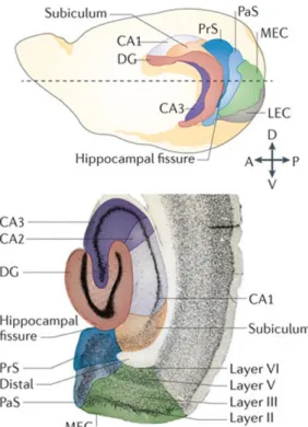 Figure  2.  The  rodent  hippocampal  complex. 