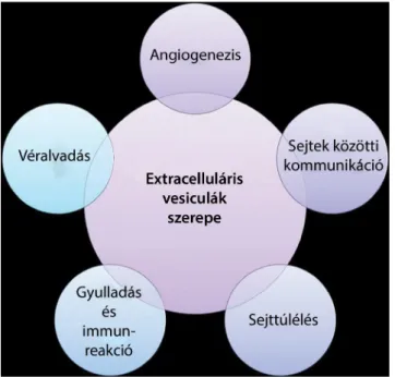1. ábra Az extracelluláris vesiculák szerepe