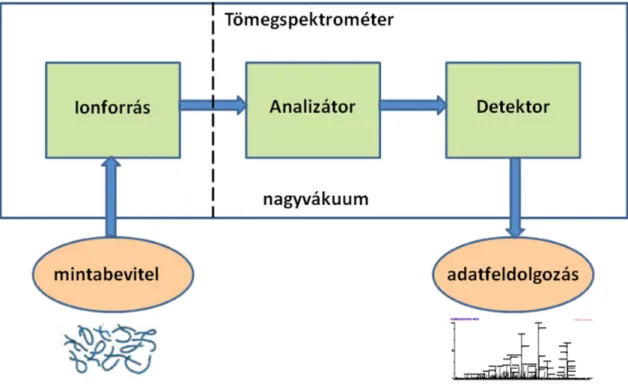 2. ábra A tömegspektrometriás vizsgálat folyamata (Az ábra saját készítésű a  http://www.astbury.leeds.ac.uk/facil/MStut/mstutorial.htm internetes oldal  felhasználásával) 