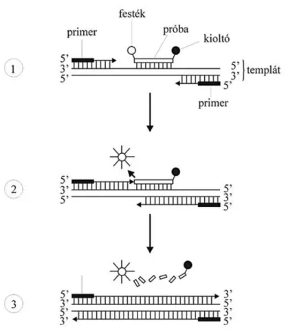 10. ábra. A kvantitatív RT-PCR reakció elméleti alapja. 1. A primerpár bekötődik az  amplifikálandó  génszakasz  két  végéhez,  a  próba  pedig  a  génszakaszon  belül  az  egyik  szálhoz