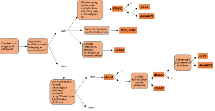 3. ábra A GATA2 fehérje szerkezete. A cinkujjas transzkripciós faktor a  GATA-szekvenciaelemeket ismeri fel célgénjeinek promóter  szakaszában