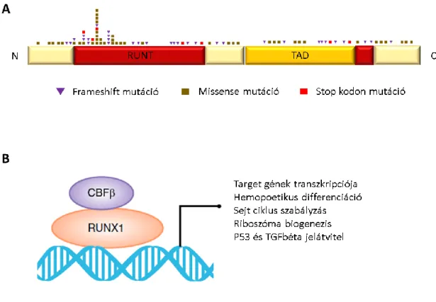 5. ábra: A: a RUNX1 fehérje vázlatos szerkezete és a mutációinak elhelyezkedése. RUNT: 