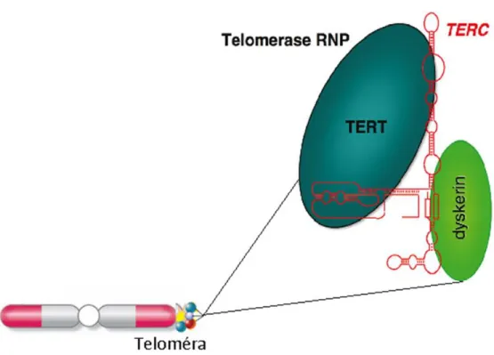 9. ábra: A TERT és TERC fehérjék működése: a dyskerin komplexszel együttesen  védik  a  DNS  végén  elhelyezkedő  telomérákat,  melyek  a  DNS  osztódása  kapcsán  rövidülnek