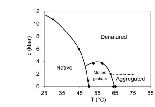 Figure 5. Pressure-temperature phase diagram of titin Immunoglobulin 27  